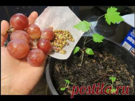 Cách ươm hạt nho đỏ từ trái, Growing grapes from seed,cuộc sống ở Mỹ