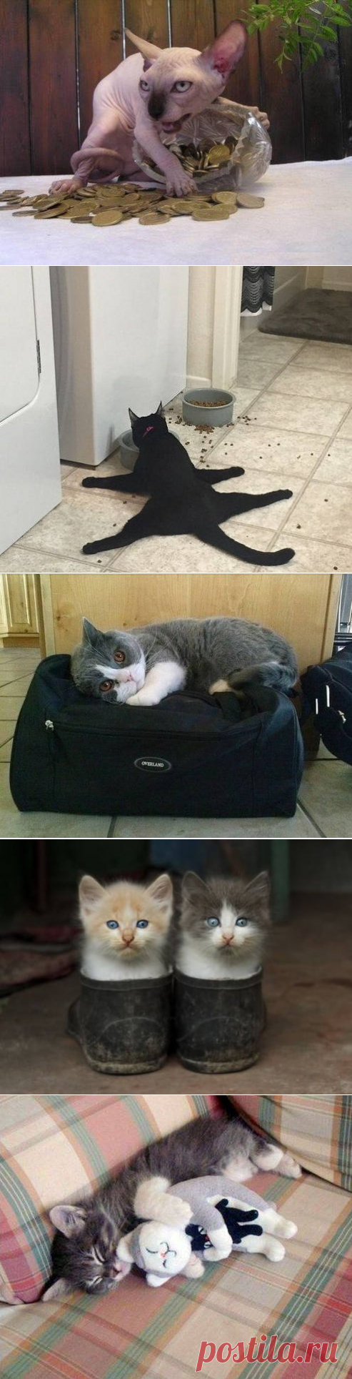 Забавные кошки