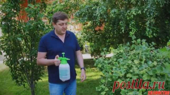 Эта «Адская смесь» не только спасет ваш сад от вредителей… — Копилочка полезных советов