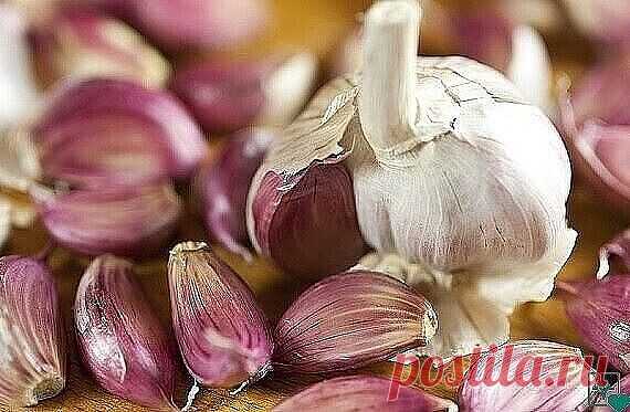 У меня был хронический бронхит, эмфизема легких. По два раза в год болела  
пневмонией и думала, что мне от этого не избавиться никогда. Но один  
чудесный и очень простой способ помог не только мне, но и многим, кому я его
рекомендовала. Рассказала мне о нем в качестве примера из своей врачебной
практики милая докторша. И рассказ ее запал мне в душу.
В больнице, где она работала, лежали двое мужчин с абсцессом легкого. Мужчина постарше умер, а молодой угасал день ото дня,...