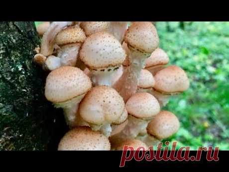 Скрап - life - влог. 15 - 21 июля. Отпуск. Чебоксары - Талдом.