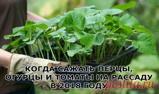 КОГДА САЖАТЬ ПЕРЦЫ, ОГУРЦЫ И ТОМАТЫ НА РАССАДУ В 2018 ГОДУ