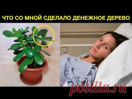 У многих дома есть ДЕНЕЖНОЕ ДЕРЕВО. Но они даже не догадываются что оно творит с телом
