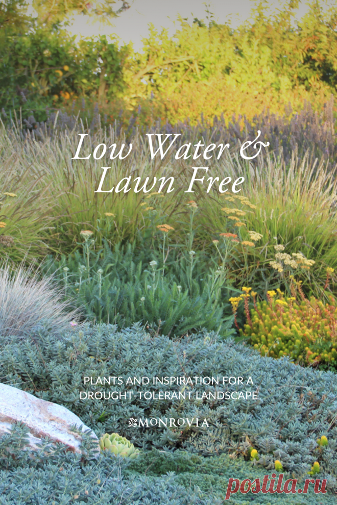 Lawn-free, low-water landscape ideas  -#ландшафтный дизайн участка  #ландшафтный дизайн участка своими руками #ландшафтный дизайн участка перед домом #ландшафтный дизайн участка идеи #ландшафтный дизайн участка 6 соток