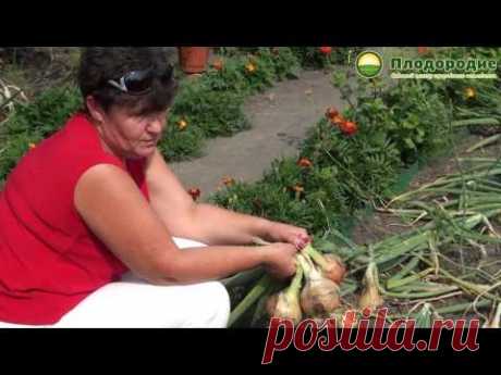Первые шаги в природном земледелии. В гостях у садовода Татьяны Мальгиной