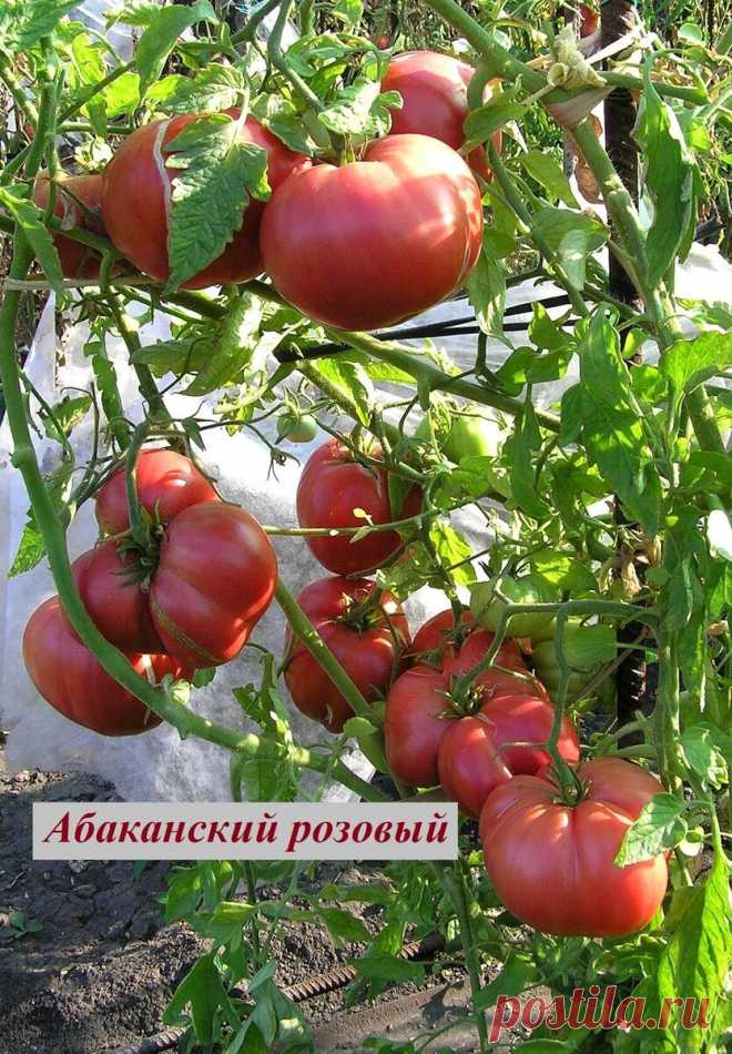 ТОМАТЫ. ОЧЕНЬ УРОЖАЙНЫЕ СОРТА. | О цветах и не только.. | Дзен