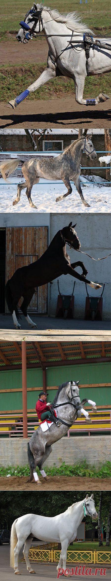 Орловский рысак, лошади орловской породы