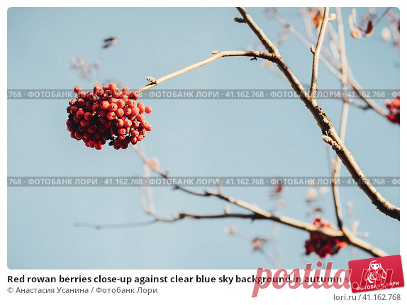 Red rowan berries close-up against clear blue sky background in autumn season Стоковое фото, фотограф Анастасия Усанина / Фотобанк Лори