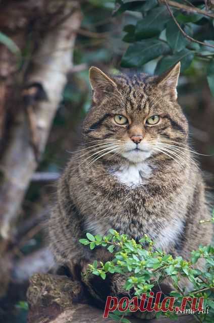 Scottish Wildcat - Felis silvestris silvestris  No feral or farmcat, the Wildcat is a true wild species of cat; it was here long before we were and long before the domestic cat had first been bred by ancient farmers. Unique to Britain, and now only found in Scotland, the Scottish Wildcat is currently classified as an isolated island population of the European wildcat, Felis silvestris silvestris (Felidae)