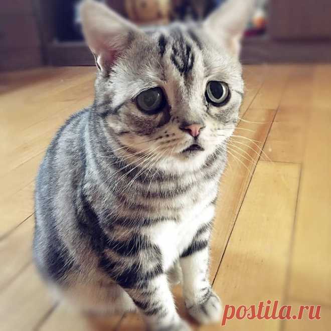 Луху — самая грустная кошка, чей несчастный вид разобьёт вам сердце