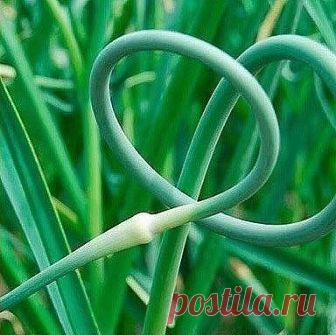 ЧЕСНОЧНЫЕ СТРЕЛКИ ВПРОК.  С супом или борщом, просто ум отъешь!

Чеснок (чесночные молодые стрелки) — 500 г 
Соль — 0,5 ч. л. 
Масло растительное — 1,5 ст. л. 

Собранные с чеснока стрелки хорошо помыть и удалить жёсткую часть. Как это сделать стрелочка вам подскажет сама. Мягкая часть стрелки хорошо обламывается при нажатии, а уже огрубевшая часть просто заламывается. 

Затем выложить на бумажное полотенце, чтобы убрать лишнюю влагу. 

Когда стрелки обсохнут, произвольно ...