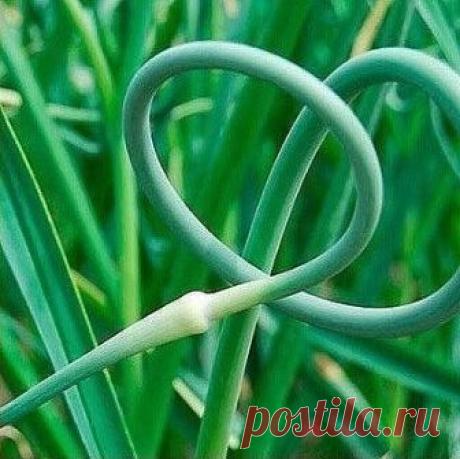 ЧЕСНОЧНЫЕ СТРЕЛКИ ВПРОК.  С супом или борщом, просто ум отъешь!

Чеснок (чесночные молодые стрелки) — 500 г 
Соль — 0,5 ч. л. 
Масло растительное — 1,5 ст. л. 

Собранные с чеснока стрелки хорошо помыть и удалить жёсткую часть. Как это сделать стрелочка вам подскажет сама. Мягкая часть стрелки хорошо обламывается при нажатии, а уже огрубевшая часть просто заламывается. 

Затем выложить на бумажное полотенце, чтобы убрать лишнюю влагу. 

Когда стрелки обсохнут, произвольно ...