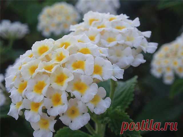 ЦВЕТЫ и многое другое
✿ღ Мαթuя ღ✿