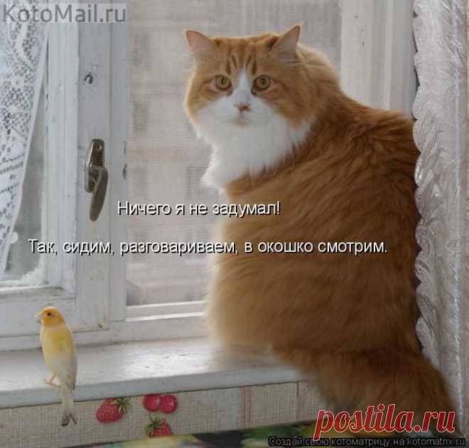 Вы не переживайте! | KotoMail.ru