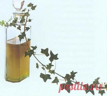 Жидкое мыло "Зимняя зелень" | Мыловарение рецепты