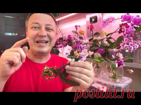ЭТИ КОРНИ ОРХИДЕИ ДОСТАЮ а какие корни орхидеи оставляю до окончания цветения фаленопсиса
