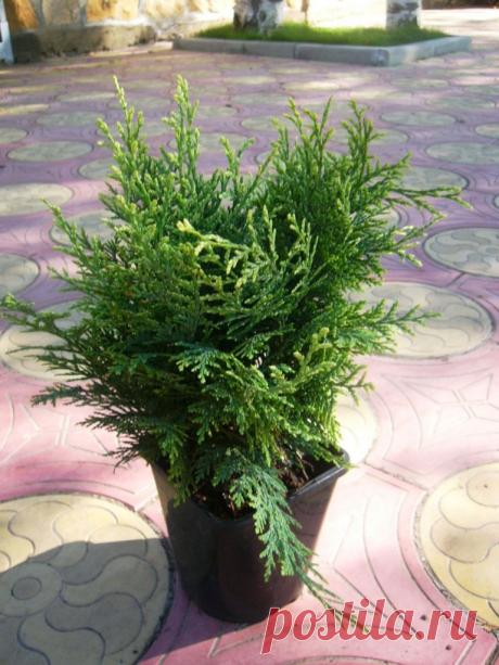 Комнатное растение Хемоципарис (Chamaecyparis). К роду относится 7 видов. Иное название хемоципариса - кипарисовик. В природе это красивые хвойные деревья от 25 до 70 метров высотой, прочная и легкая древесина которых очень ценится и используется в производстве. Для садов выведено много культиваров, в том числе и карликовых, различающихся между собой высотой, формой кроны, цветом и видом хвои. Некоторые карликовые формы можно содержать в домашних условиях как горшечные растения.