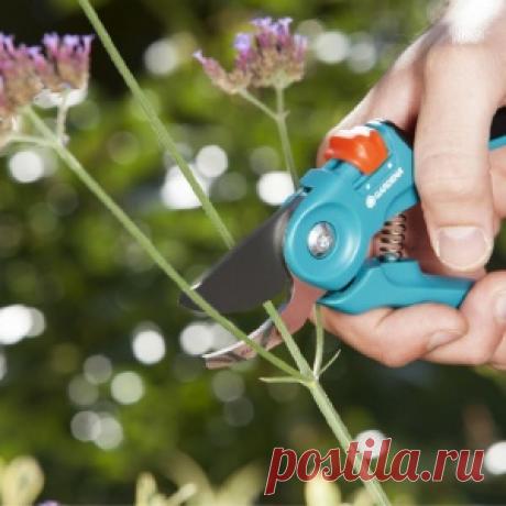 Секатор, сучкорез или садовая пила – что выбрать для ухода за садом?