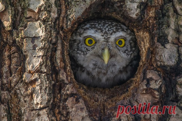 Вам кого? Автор фото – Николай: nat-geo.ru/photo/user/336822/