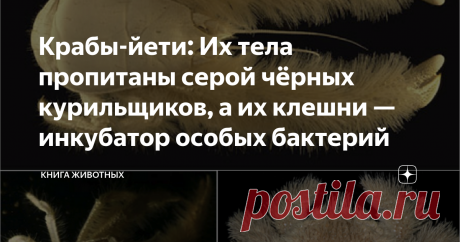 Крабы-йети: Их тела пропитаны серой чёрных курильщиков, а их клешни — инкубатор особых бактерий И клешнями кружит. Несложно догадаться о ком идёт речь, ведь вы наверняка прочитали заголовок статьи. Но на кой чёрт крабу понадобились... волосы? Зачем он кружит клешнями? Так много вопросов и так мало ответов...  Почему это членистоногое прозвали в честь гигантского волосатого человека догадаться несложно. Но краб-йети примечателен не только повышенной волосатостью. Животина з...