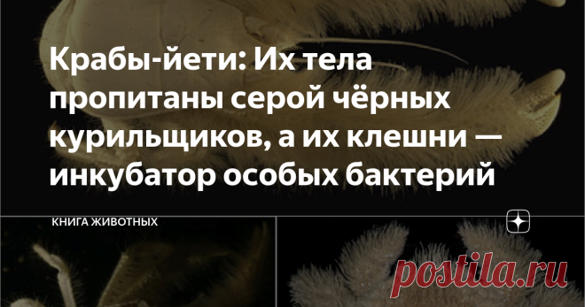 Крабы-йети: Их тела пропитаны серой чёрных курильщиков, а их клешни — инкубатор особых бактерий И клешнями кружит. Несложно догадаться о ком идёт речь, ведь вы наверняка прочитали заголовок статьи. Но на кой чёрт крабу понадобились... волосы? Зачем он кружит клешнями? Так много вопросов и так мало ответов...  Почему это членистоногое прозвали в честь гигантского волосатого человека догадаться несложно. Но краб-йети примечателен не только повышенной волосатостью. Животина з...