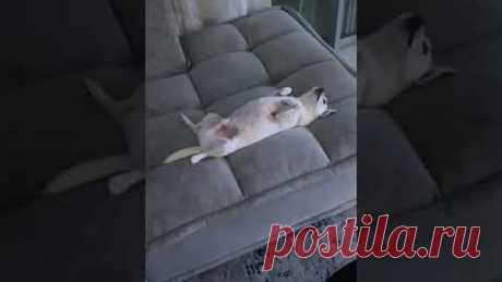 Чихуахуа совершенно не хочет гулять