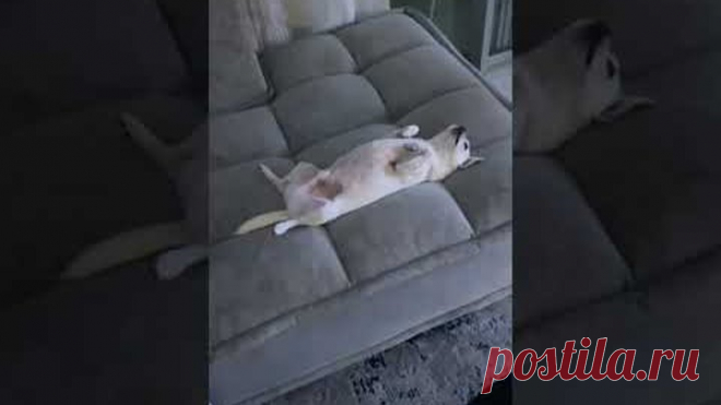 Чихуахуа совершенно не хочет гулять