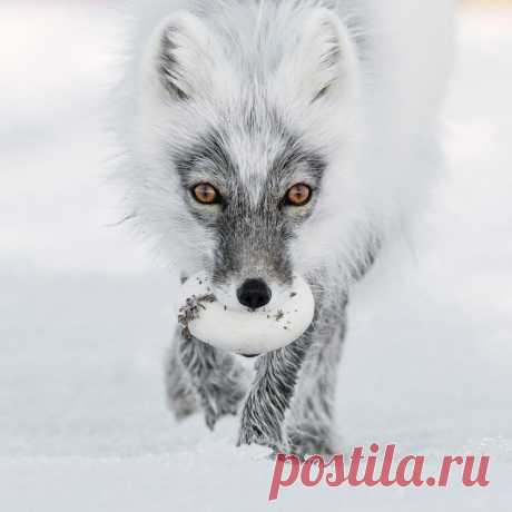 Финалисты фотоконкурса дикой природы Wildlife Photographer of the Year 2017 | Фотоискусство