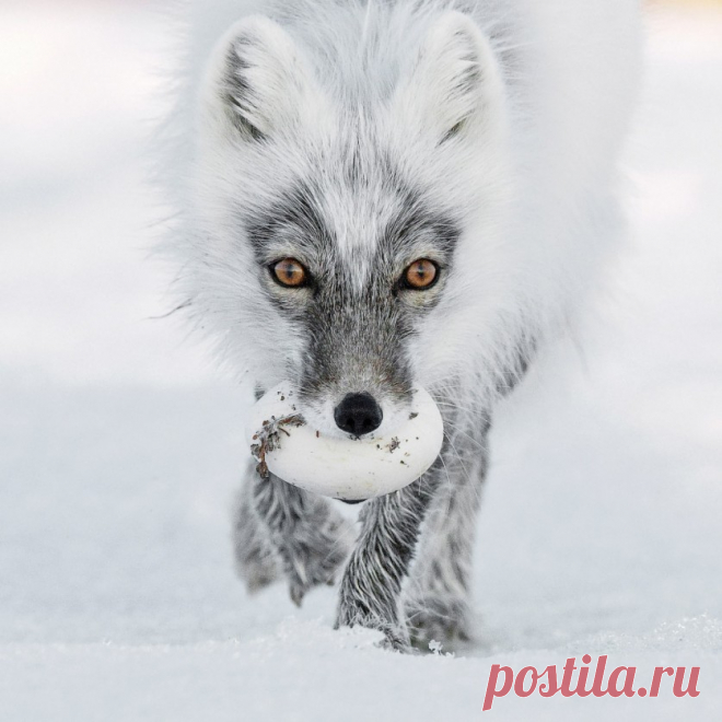 Финалисты фотоконкурса дикой природы Wildlife Photographer of the Year 2017 | Фотоискусство