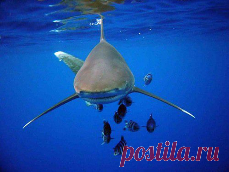 Длиннокрылая океаническая акула (лат. Carcharhinus longimanus). Акула имеет коричнево-сероватый окрас, на концах грудных плавников встречаются белые пятна.Белые пятна на концах грудных плавников и хвосте