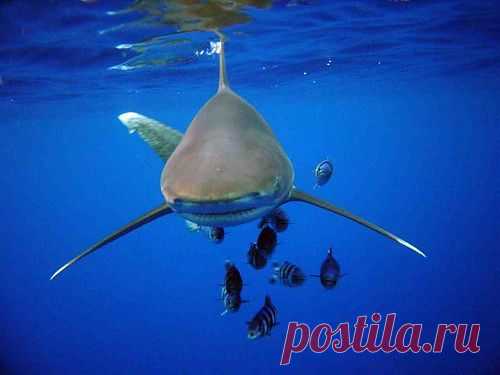 Длиннокрылая океаническая акула (лат. Carcharhinus longimanus). Акула имеет коричнево-сероватый окрас, на концах грудных плавников встречаются белые пятна.Белые пятна на концах грудных плавников и хвосте