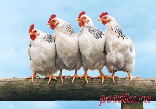 Народные приметы: 13 ноября - Погода на Joinfo.ua