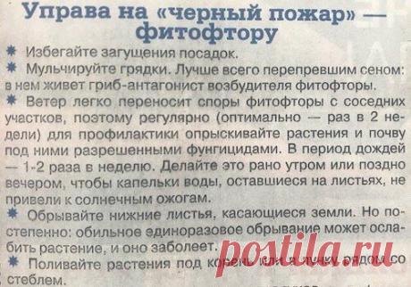 ОГОРОД.
БОРЬБА С ФИТОФТОРОЙ.