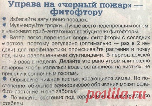 ОГОРОД.
БОРЬБА С ФИТОФТОРОЙ.