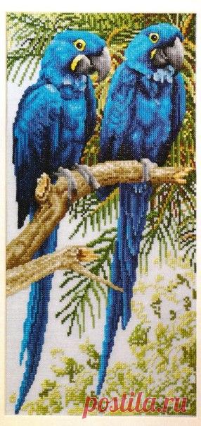 Вышивка крестом Синие попугаи. Схемы для вышивки птиц |