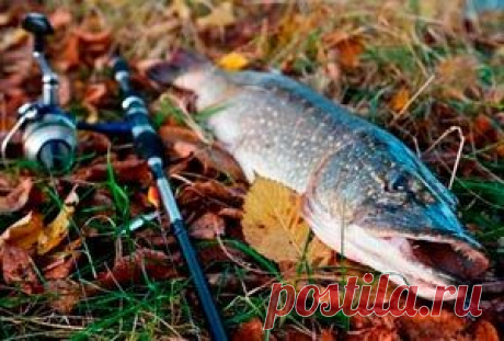 Рыбалка видео: Ловля щуки осенью