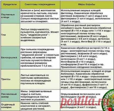 Вредители, симптомы повреждения и меры борьбы
