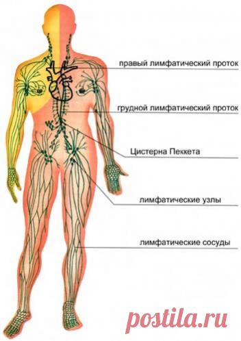 Лимфатическая система – одна из самых сложных и хитро устроенных систем человека.