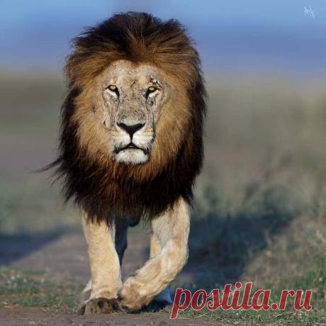 Смешная дикая природа