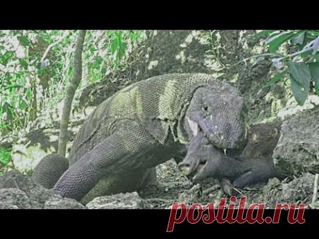 Комодские Вараны Ловят и Проглатывают Кабанов Заживо....