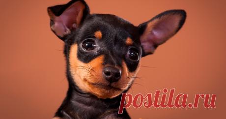 Pinscher: Saiba Tudo Sobre Essa Raça de Cachorro Mesmo sendo de pequeno porte, cabe muita fofura e uma enorme energia nesta raça. Saiba mais e se apaixone pelos Pinschers!