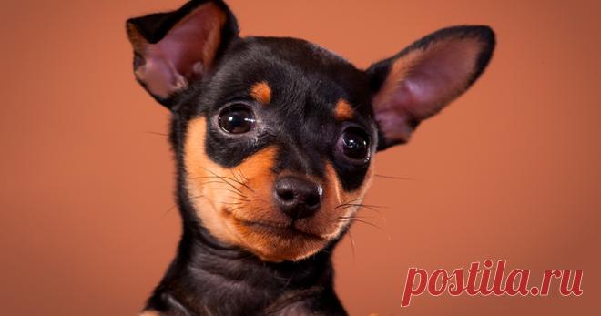 Pinscher: Saiba Tudo Sobre Essa Raça de Cachorro Mesmo sendo de pequeno porte, cabe muita fofura e uma enorme energia nesta raça. Saiba mais e se apaixone pelos Pinschers!