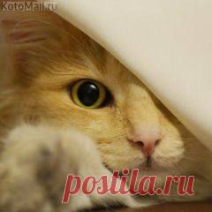 Apskatīt ziņojumu - Inbox Mail