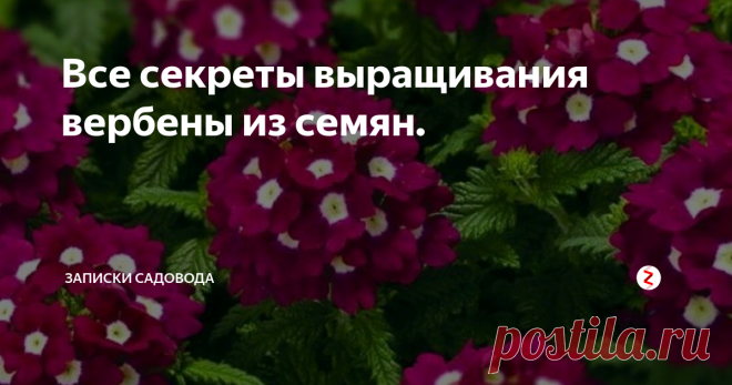 Все секреты выращивания вербены из семян. Какая же красавица Вербена! Наверное каждый цветовод хотел бы иметь на своих клумбах этот прекраснейший цветок. Но так ли легко стать владельцем такой красоты???
Вырастить хорошую рассаду вербены самостоятельно довольно-таки не просто. Этот процесс потребует от вам немало времени и сил. Но если вы будите соблюдать кое-какие правила, то у вас обязательно получится вырастить вербену самостоятельно.