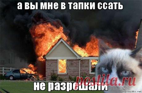 ссал в тапки фото - Поиск в Google