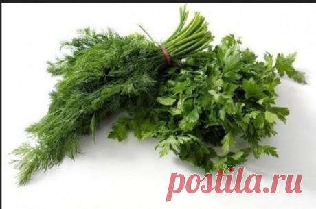 Зелень. Плюсы и минусы
 ПЕТРУШКА: поднимает потенцию и убирает отеки
+ Полезна при болях в сердце. Обладает хорошим мочегонным эффектом, помогает при отеках. В ней есть инсулин, потому петрушку рекомендуют больным диабетом. В маленьком пучке петрушки (50 г) «прячется» суточная доза витамина С. Есть полезные для мышц и костей калий с фосфором, регулирующий ритм сердца, успокаивающий нервы и снимающий бессонницу магний. А также железо (от анемии), цинк (усиливает половое влечение), фтор (долой