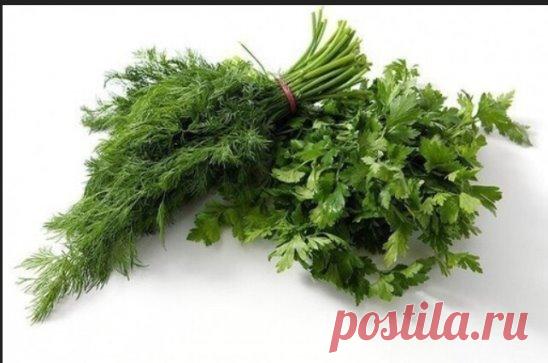 Зелень. Плюсы и минусы
 ПЕТРУШКА: поднимает потенцию и убирает отеки
+ Полезна при болях в сердце. Обладает хорошим мочегонным эффектом, помогает при отеках. В ней есть инсулин, потому петрушку рекомендуют больным диабетом. В маленьком пучке петрушки (50 г) «прячется» суточная доза витамина С. Есть полезные для мышц и костей калий с фосфором, регулирующий ритм сердца, успокаивающий нервы и снимающий бессонницу магний. А также железо (от анемии), цинк (усиливает половое влечение), фтор (долой