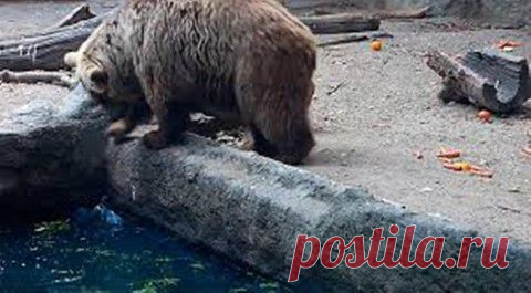 Бурый медведь в зоопарке Будапешта спас тонущего воронёнка. Посмотрите это потрясающее видео! | 5минутка