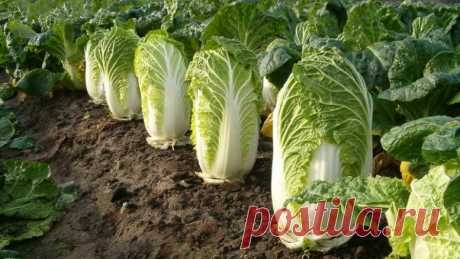 Выращивание пекинской капусты и уход за ней Пекинская капуста – холодостойкая, однолетняя овощная культура. Вегетационный период не превышает 2-х месяцев, от высева семян до формирования полноценного кочана. При достижении товарных качеств, в зависимости от сорта, может обладать цилиндрическим, короткоовальным, длинноовальным, плотным или...
