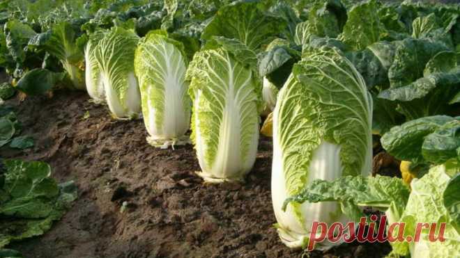 Выращивание пекинской капусты и уход за ней Пекинская капуста – холодостойкая, однолетняя овощная культура. Вегетационный период не превышает 2-х месяцев, от высева семян до формирования полноценного кочана. При достижении товарных качеств, в зависимости от сорта, может обладать цилиндрическим, короткоовальным, длинноовальным, плотным или...